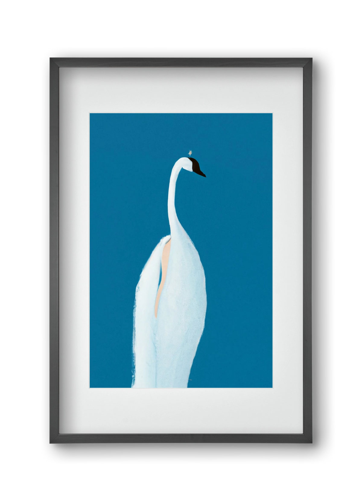 Swan maybe, 30x45 cm (20x30 cm), Fekete keret, paszpartuval