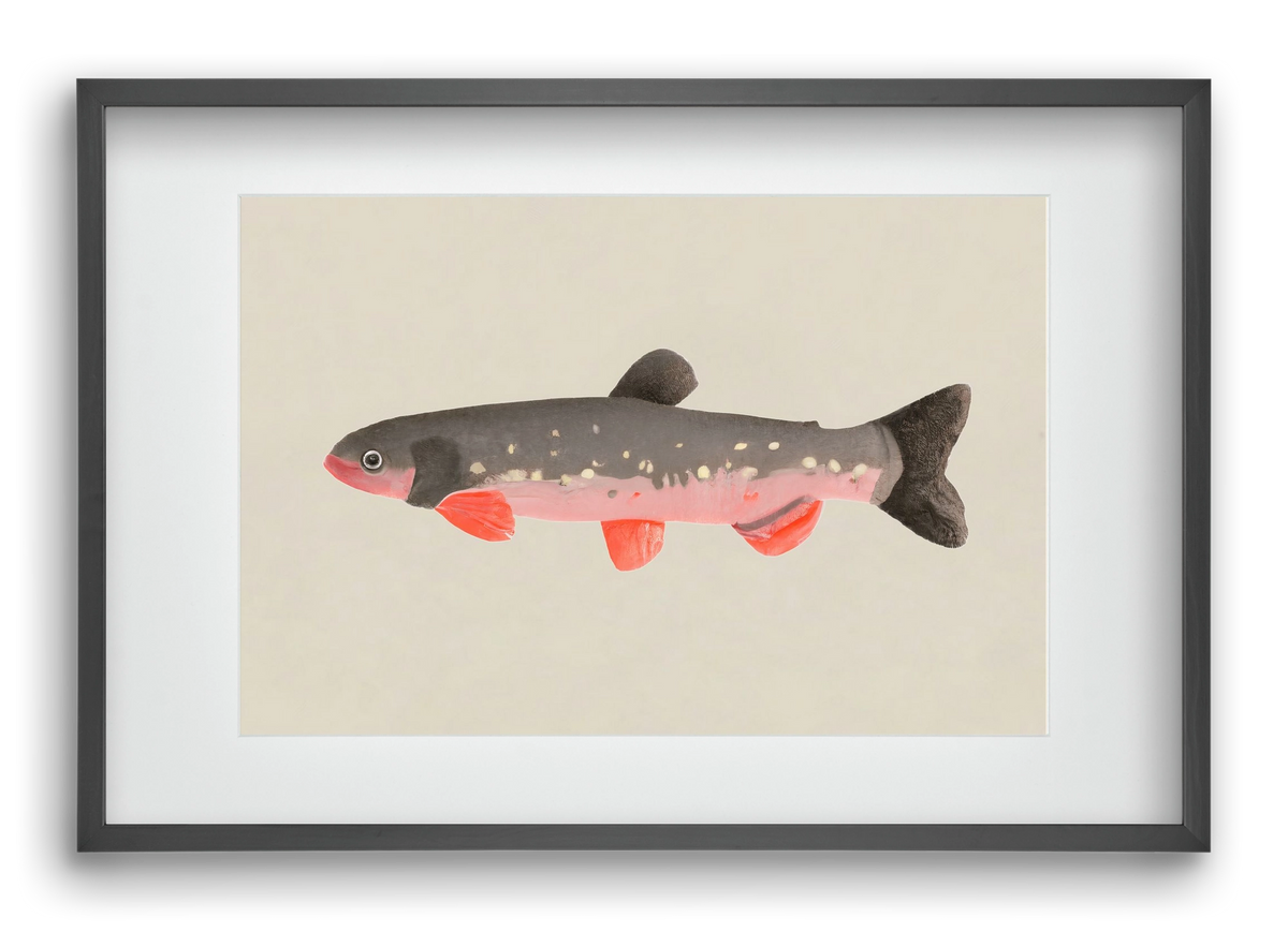 Still fishy, 60x40 cm (45x30 cm), Fekete keret, paszpartuval