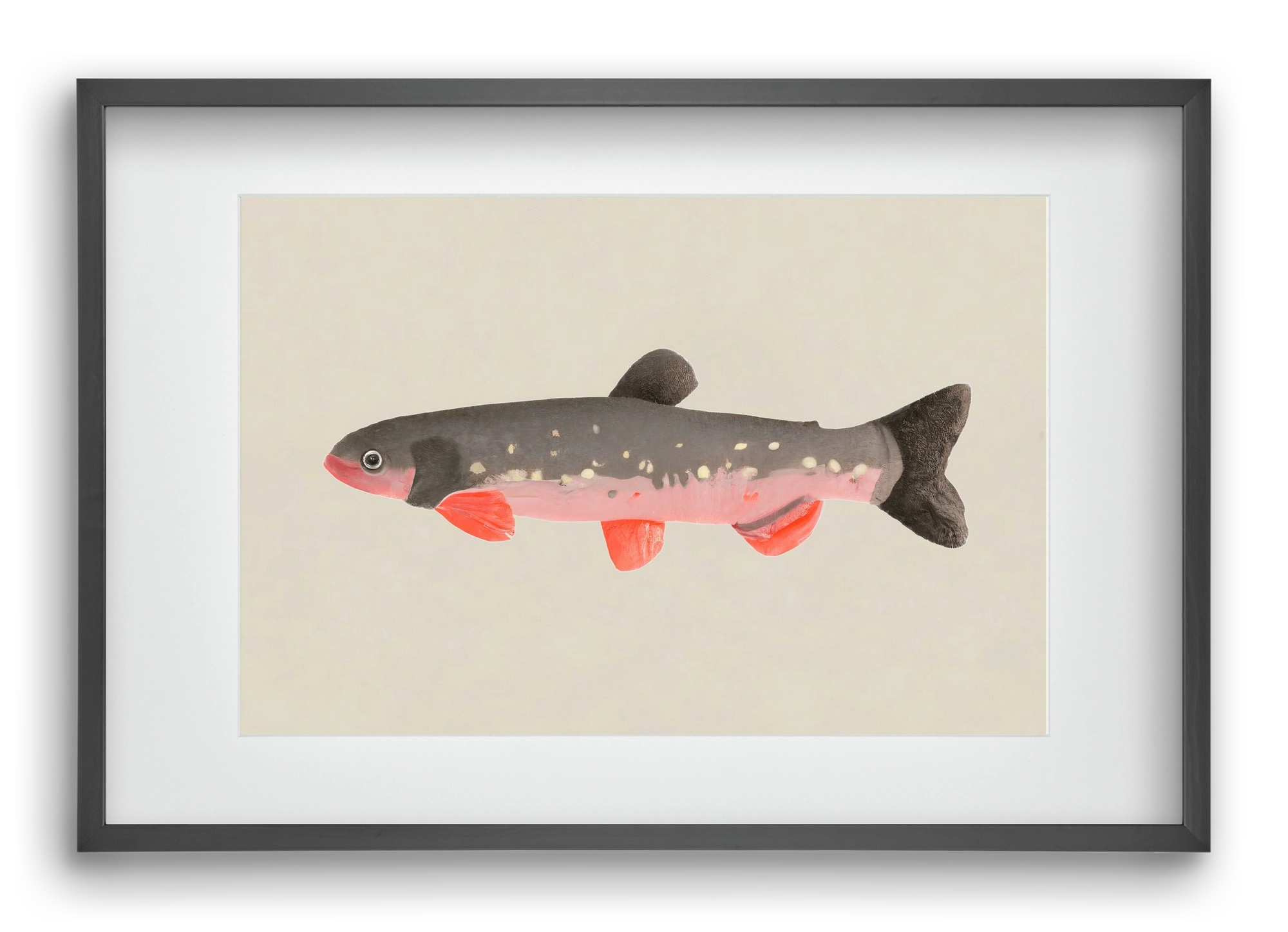 Still fishy, 60x40 cm (45x30 cm), Fekete keret, paszpartuval