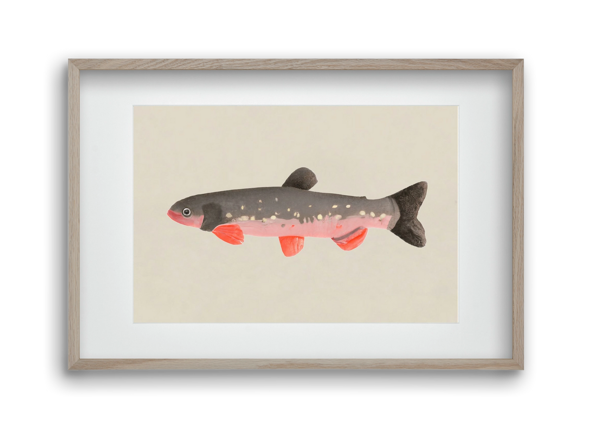 Still fishy, 45x30 cm (30x20 cm), Tölgy keret, paszpartuval