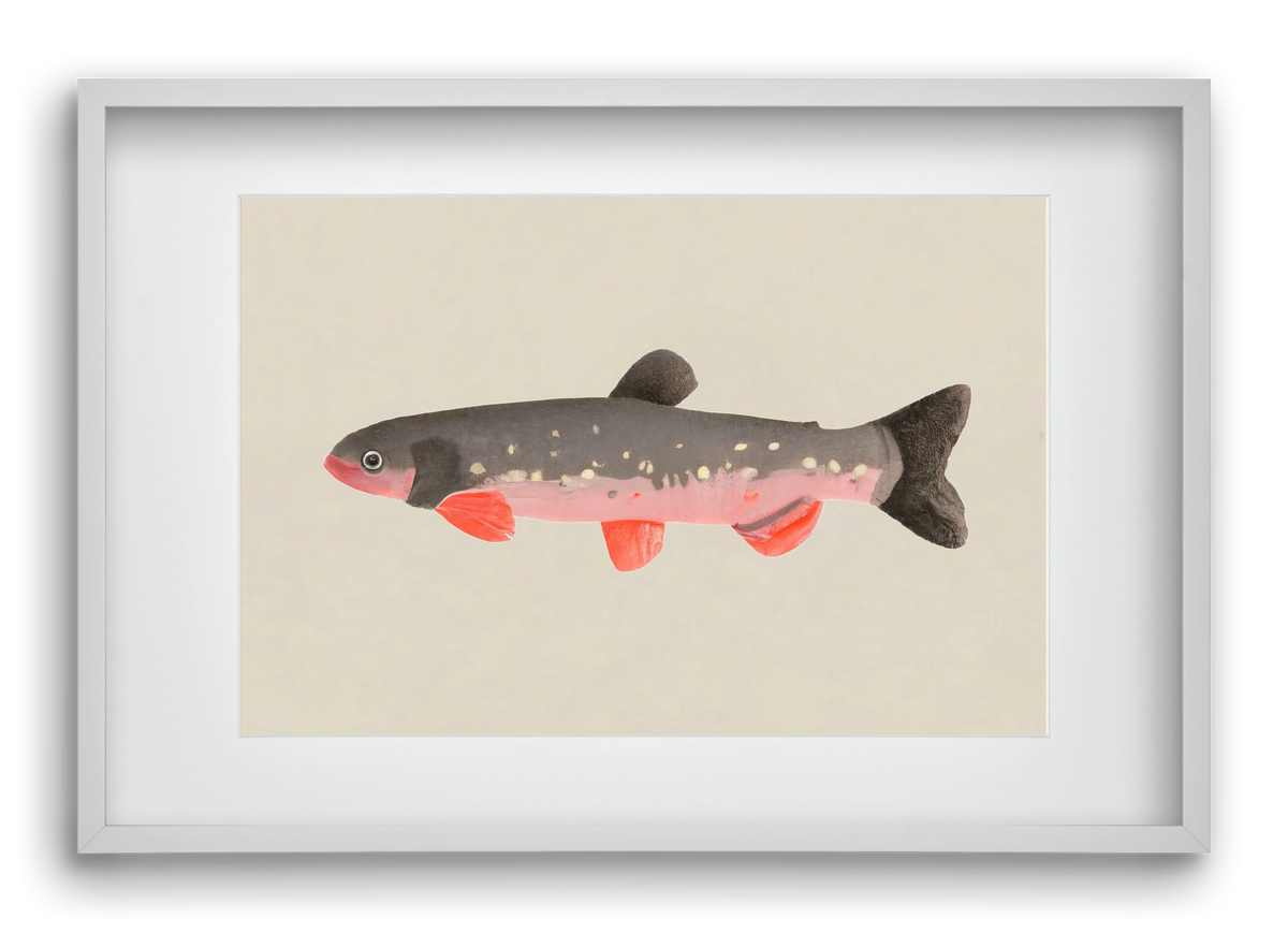 Still fishy, 60x40 cm (45x30 cm), Fehér keret, paszpartuval