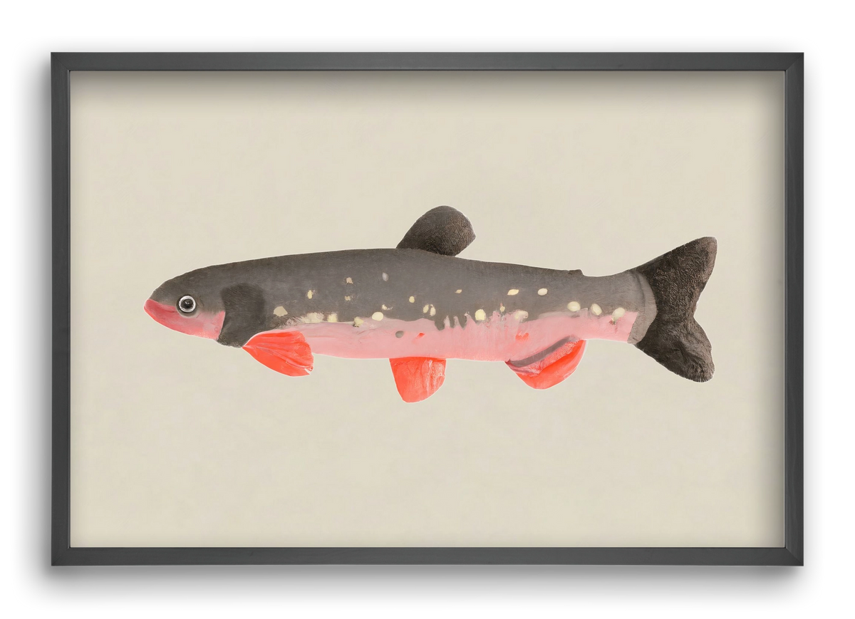 Still fishy, 60x40 cm (60x40 cm), Fekete keret