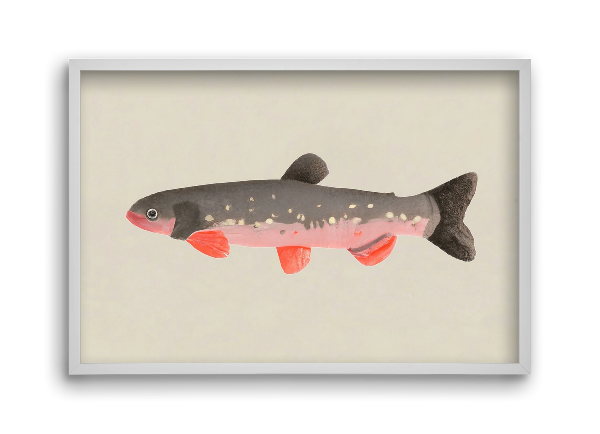 Still fishy, 45x30 cm (45x30 cm), Fehér keret