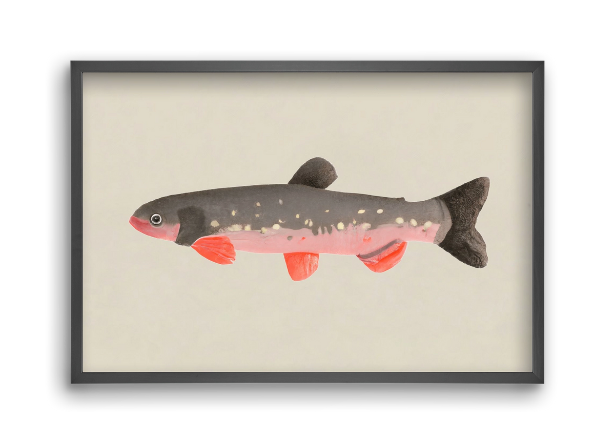 Still fishy, 45x30 cm (45x30 cm), Fekete keret