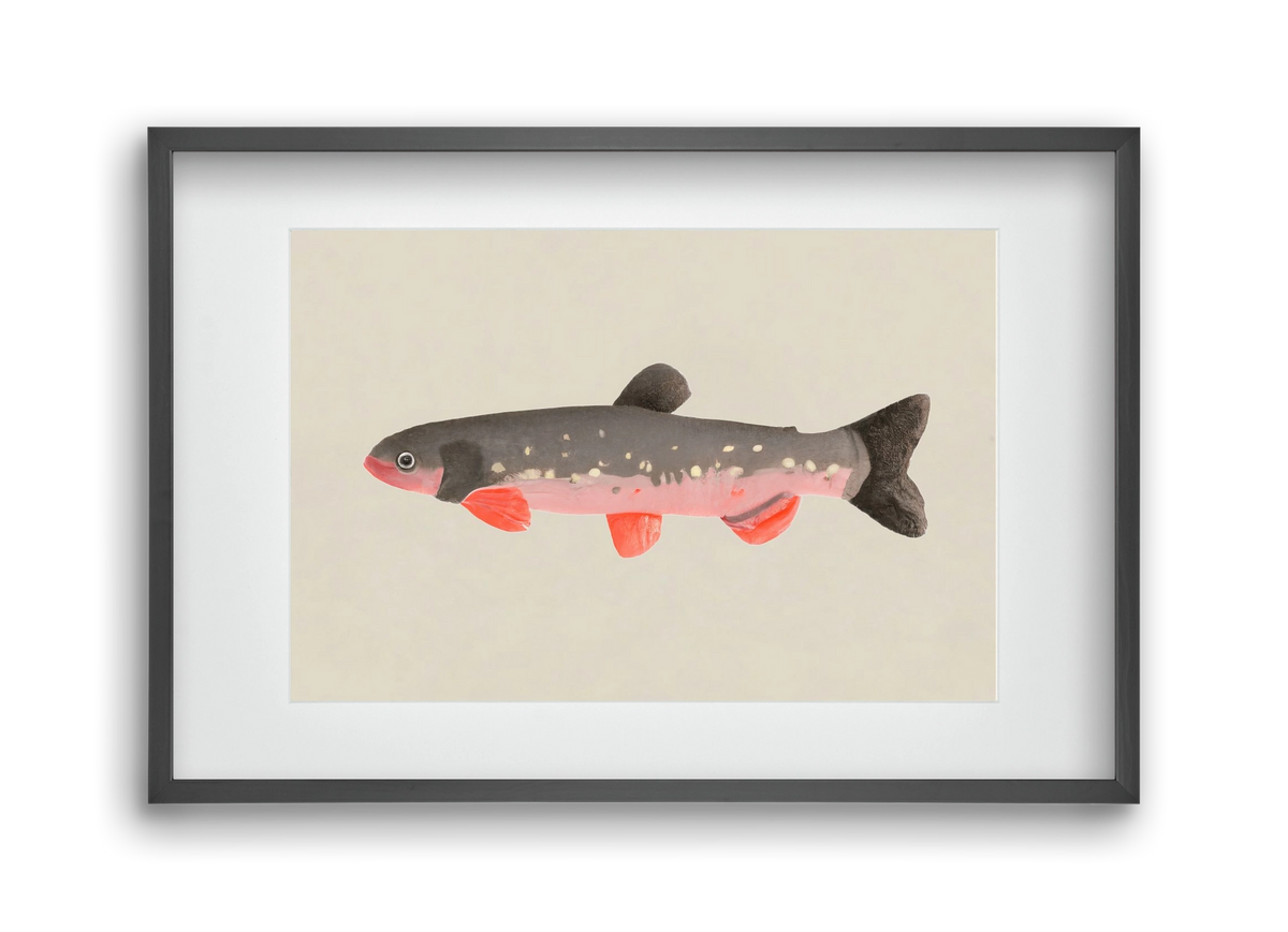 Still fishy, 45x30 cm (30x20 cm), Fekete keret, paszpartuval