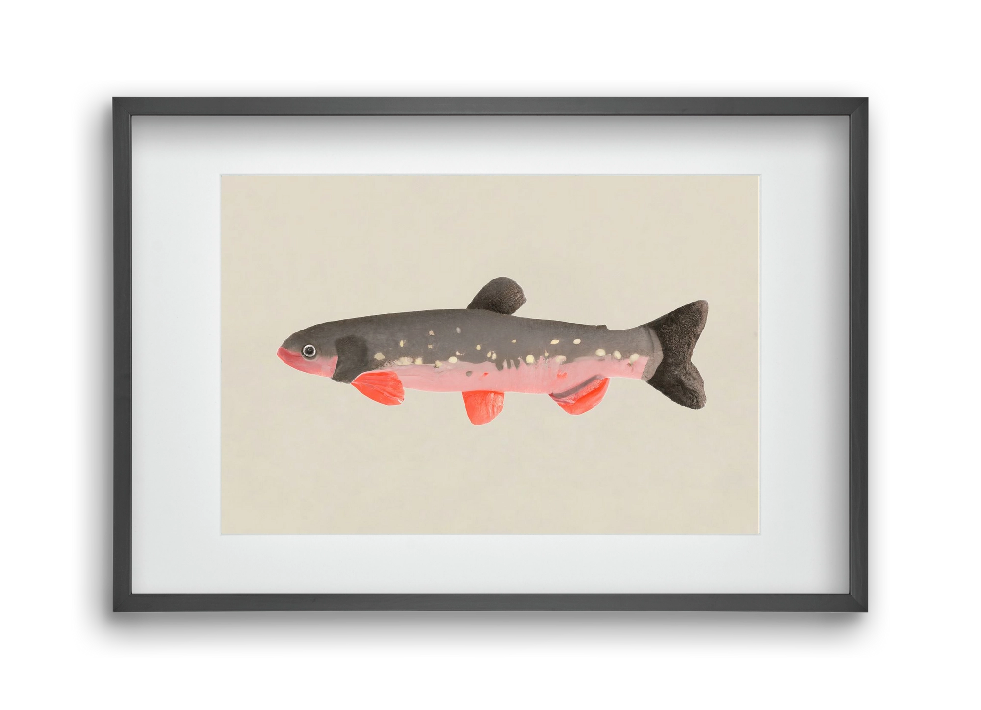 Still fishy, 45x30 cm (30x20 cm), Fekete keret, paszpartuval