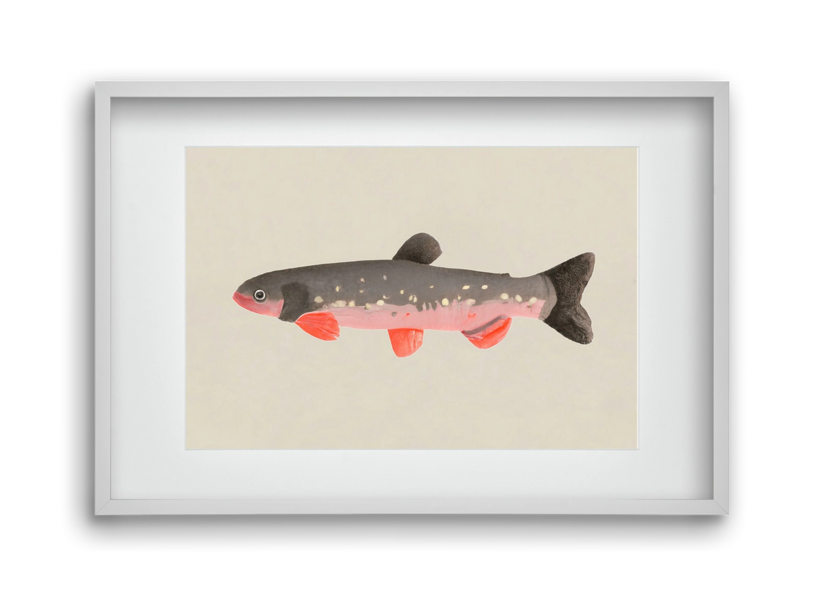 Still fishy, 45x30 cm (30x20 cm), Fehér keret, paszpartuval