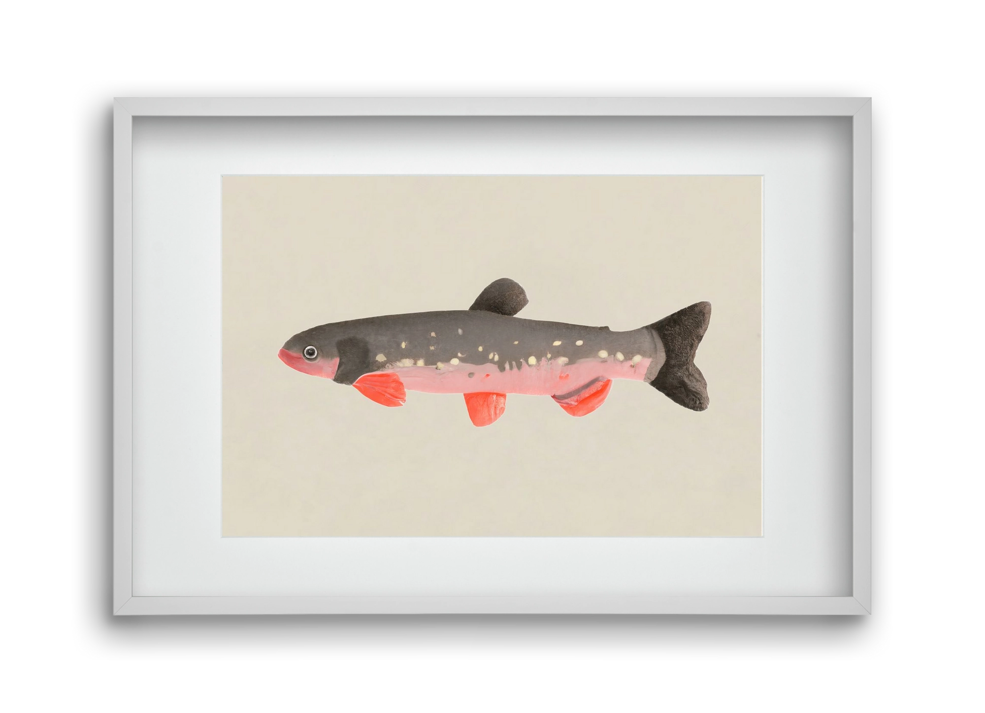 Still fishy, 45x30 cm (30x20 cm), Fehér keret, paszpartuval