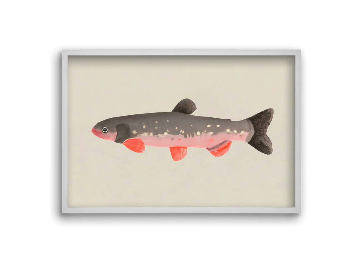 Still fishy, 30x20 cm (30x20 cm), Fehér keret