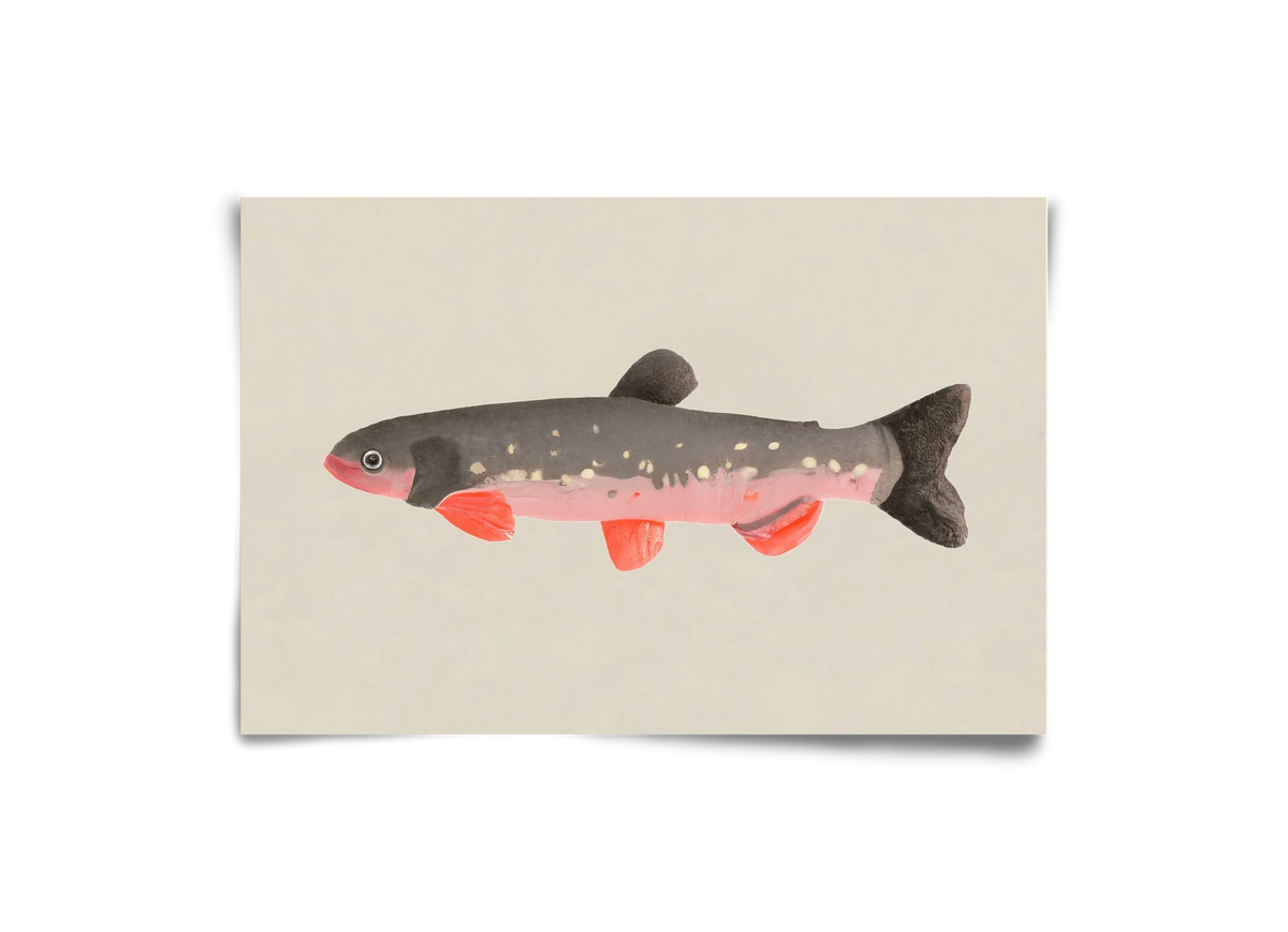 Still fishy, 30x20 cm, Keret nélkül