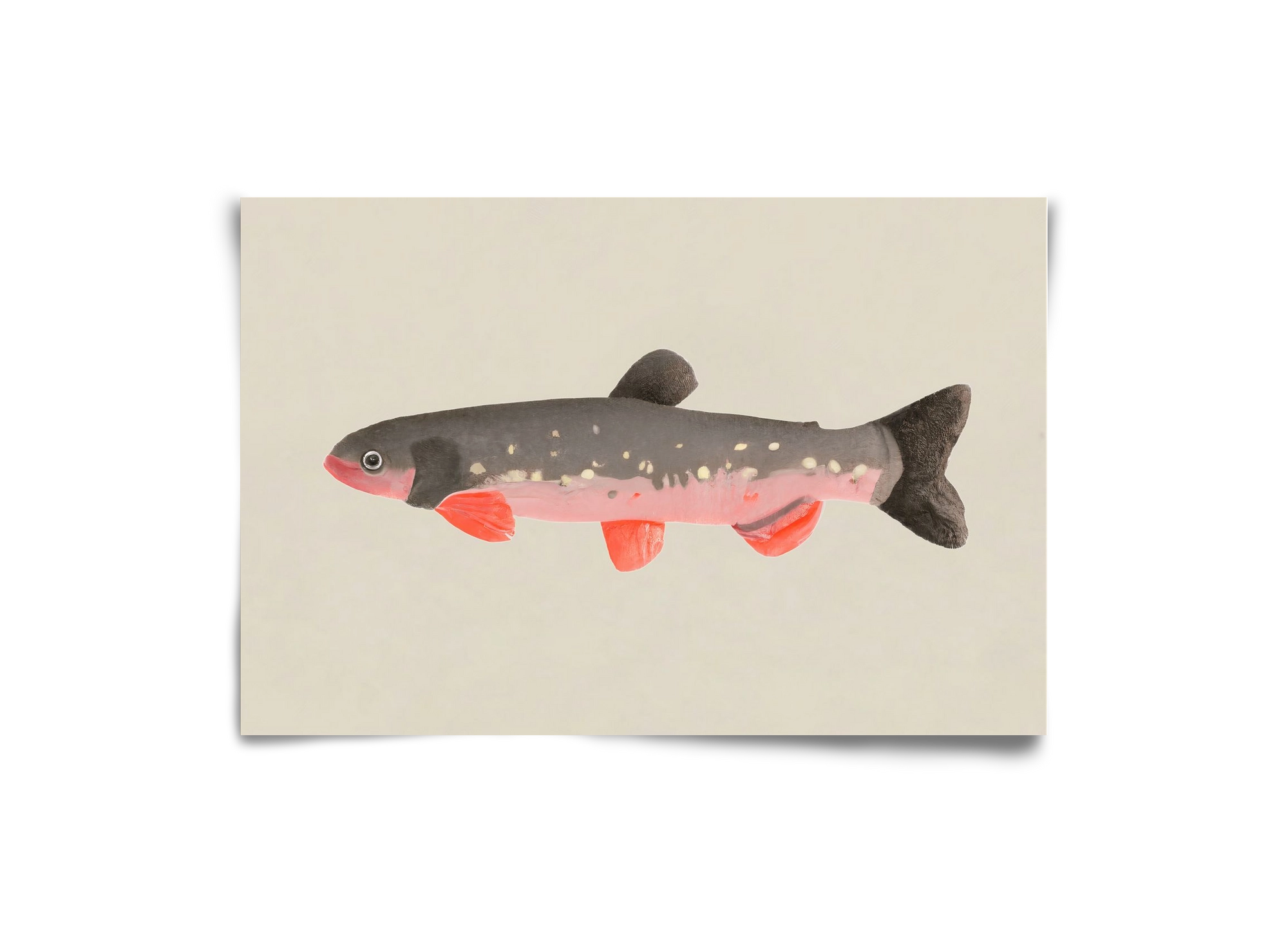 Still fishy, 30x20 cm, Keret nélkül