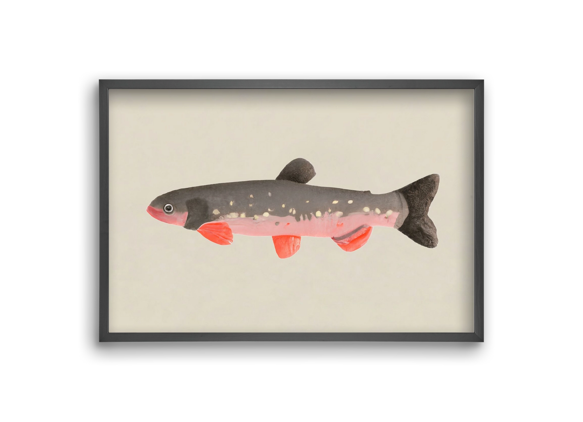 Still fishy, 30x20 cm (30x20 cm), Fekete keret