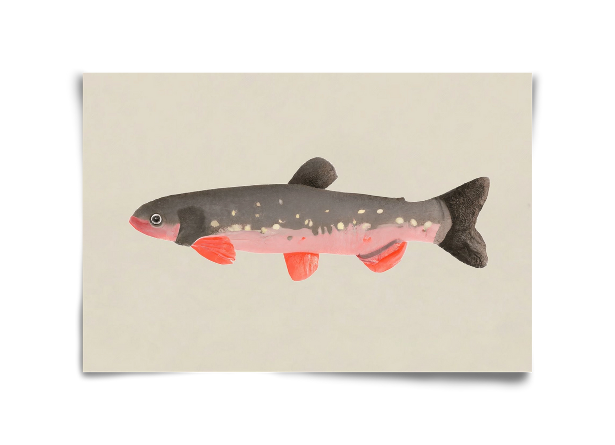 Still fishy, 45x30 cm, Keret nélkül