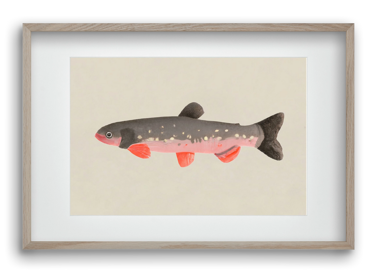 Still fishy, 60x40 cm (45x30 cm), Tölgy keret, paszpartuval