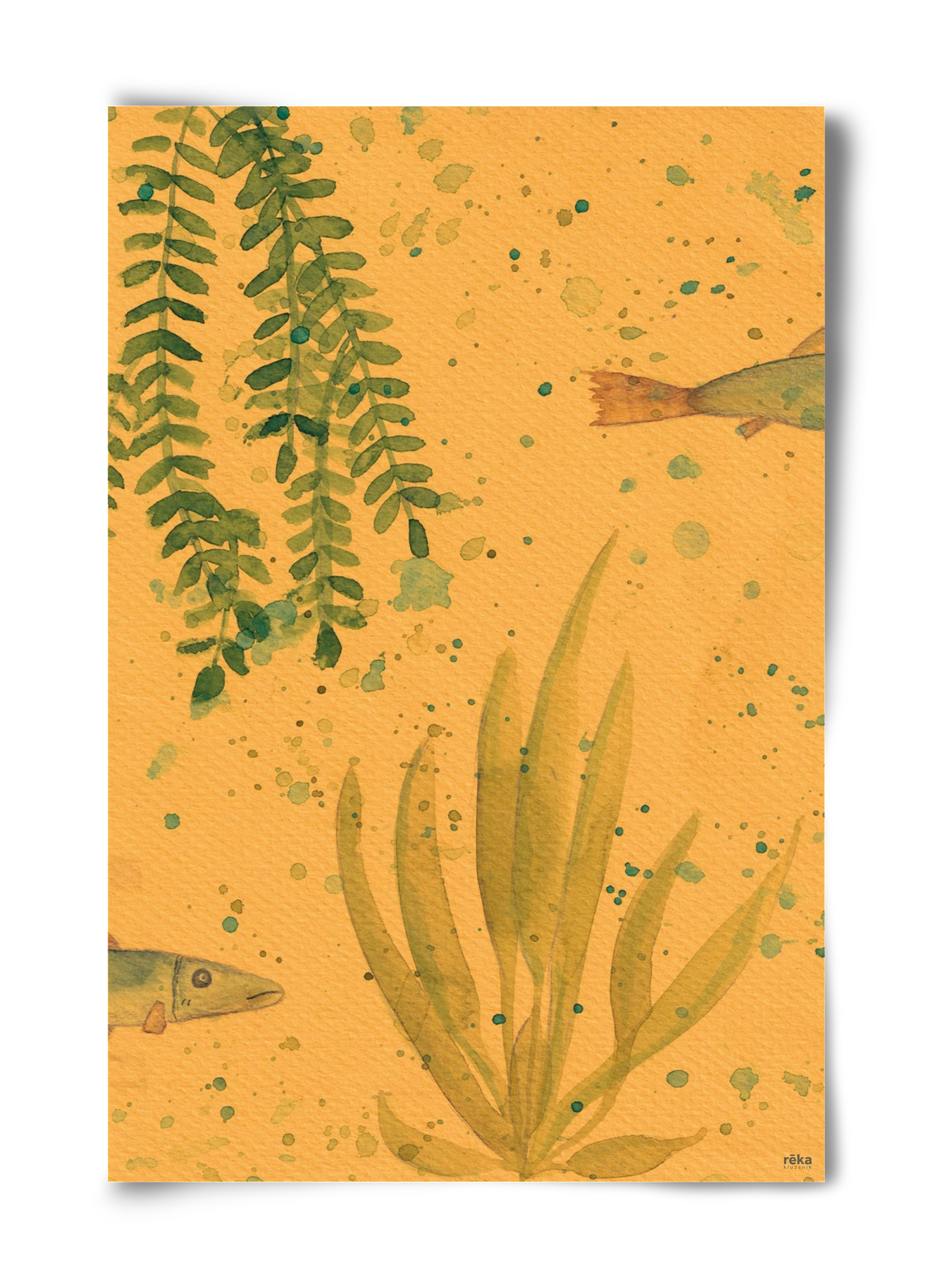 long fish, 40x60 cm, Keret nélkül