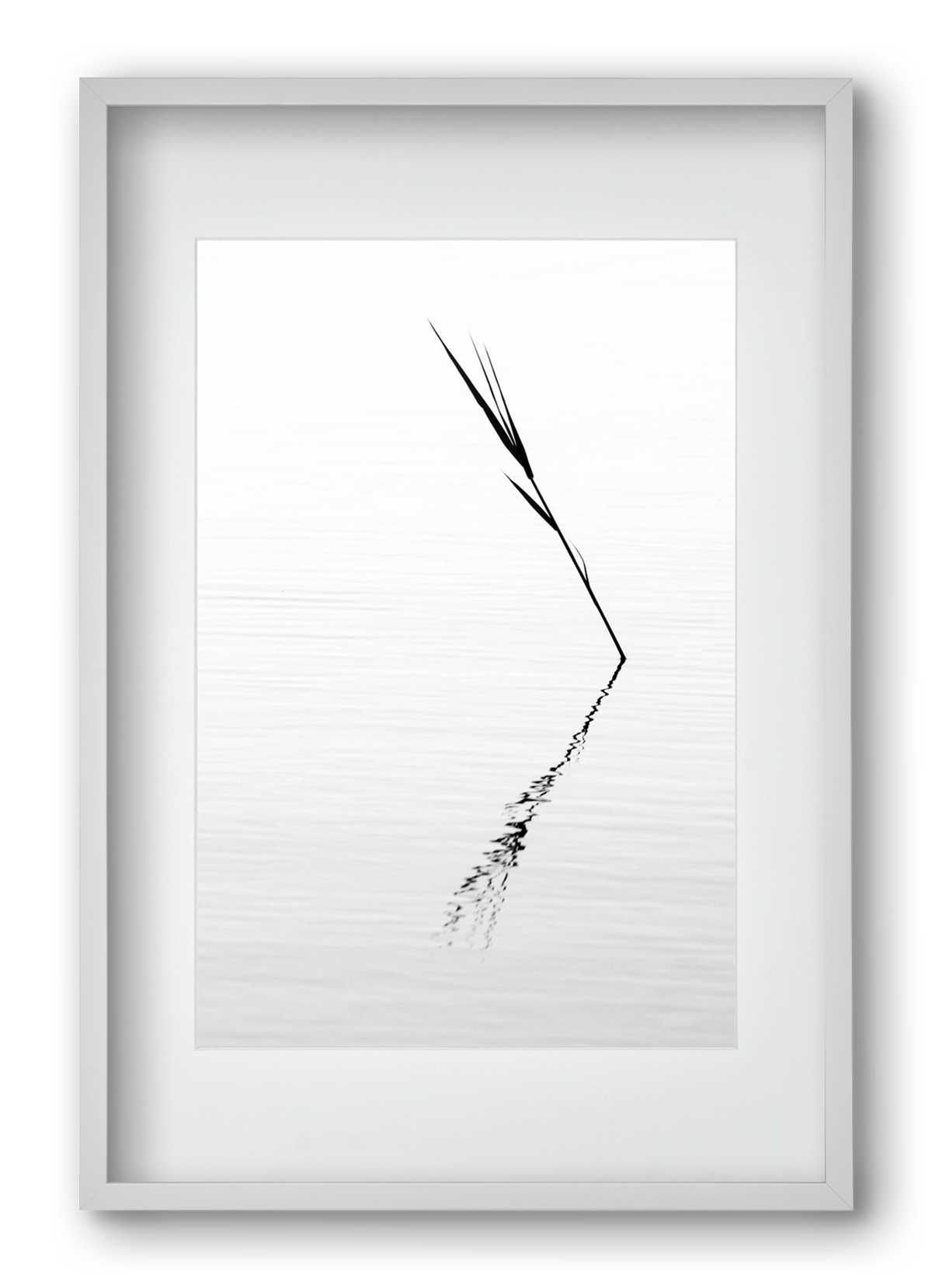 Minimál nád , 40x60 cm (30x45 cm), Fehér keret, paszpartuval