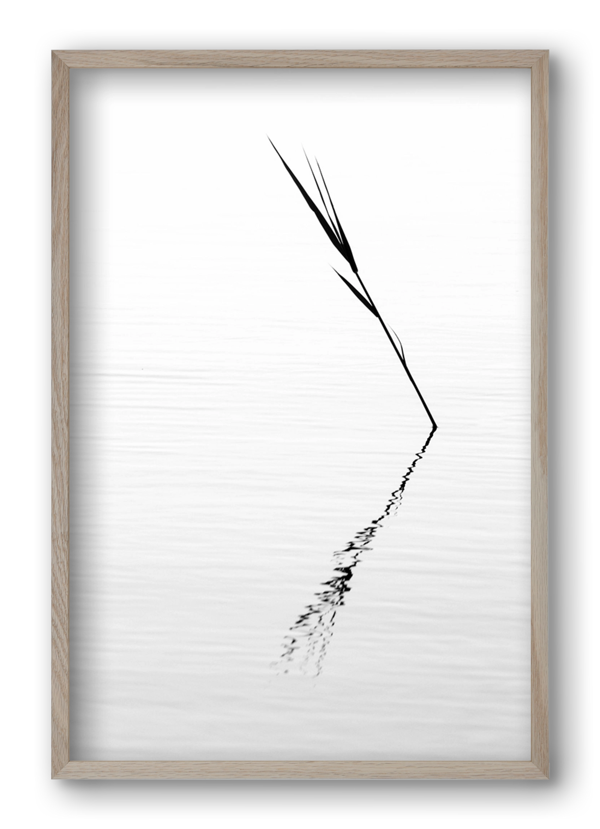 Minimál nád , 40x60 cm (40x60 cm), Tölgy keret