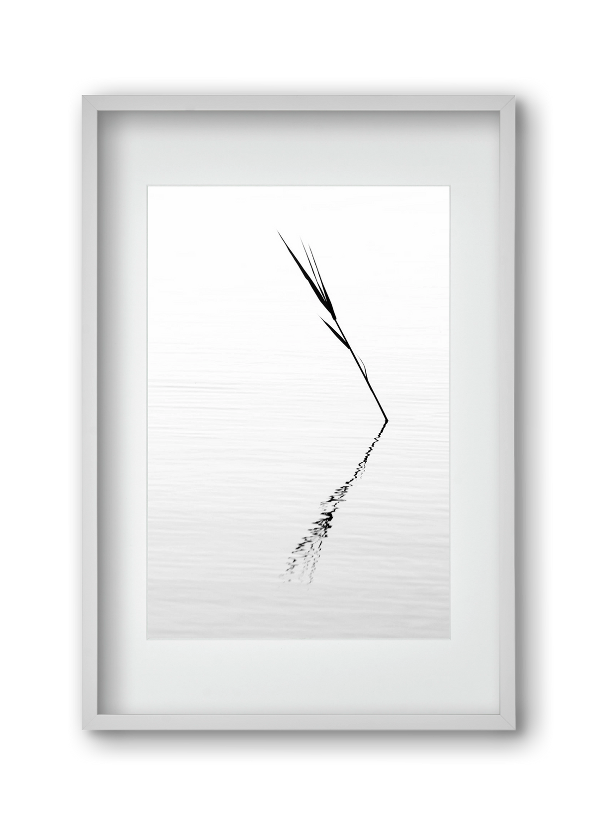 Minimál nád , 30x45 cm (20x30 cm), Fehér keret, paszpartuval